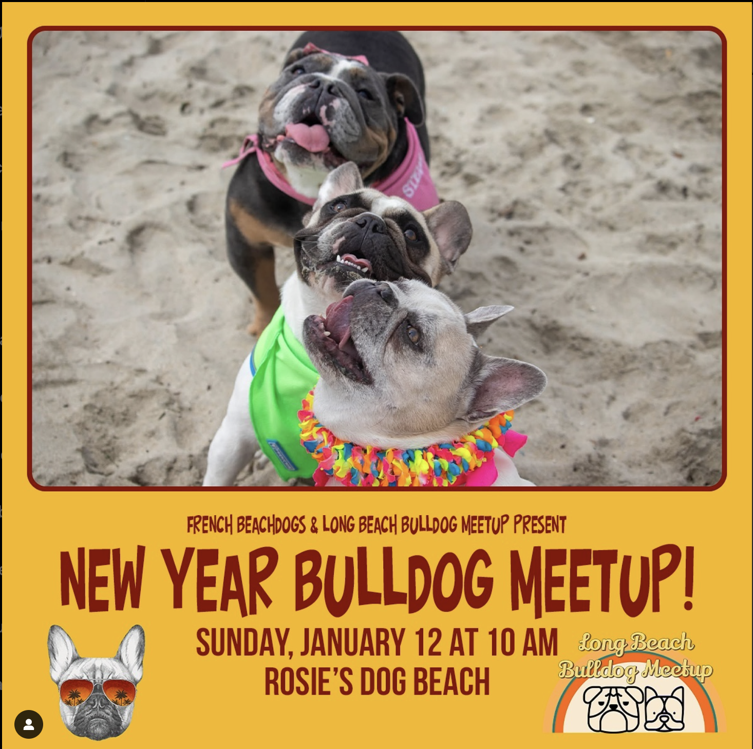 New Year Bulldog Meetup